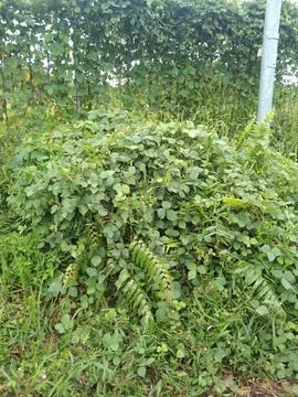 Vines cover the box panel Stock Photos