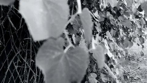Vines Crawling Over a Chain Link Fence (Black and White - With Panning) Stock Footage 283070540