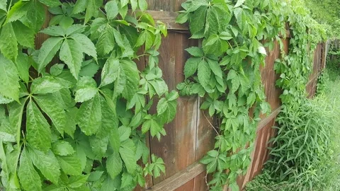 Vines with dew Stock Footage 154321984