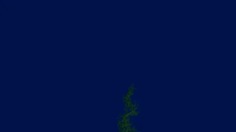 Vines Stock Footage 993688