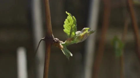 Vines Stock Footage 138158454