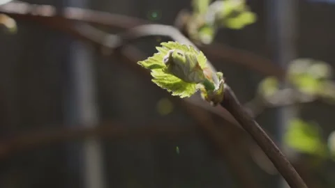 Vines Stock Footage 138158492
