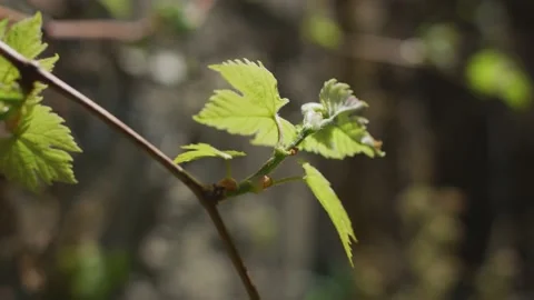 Vines Stock Footage 138158509
