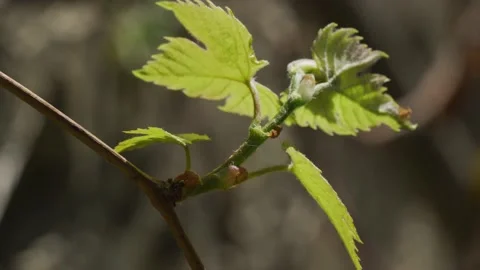 Vines Stock Footage 138158556