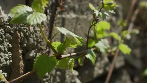 Vines Stock Footage 138158560