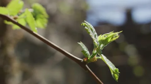 Vines Stock Footage 138158563