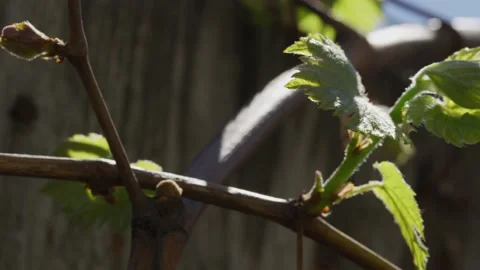 Vines Stock Footage 138158567