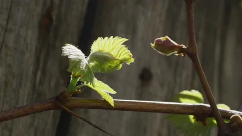 Vines Stock Footage 138158583