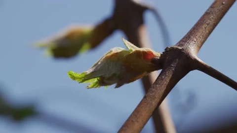 Vines Stock Footage 138158593