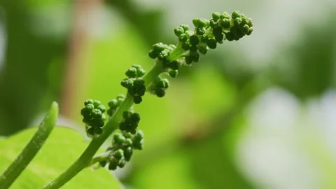 Vines Stock Footage 138158650