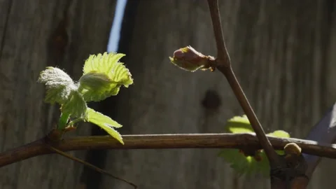 Vines Stock Footage 138158664