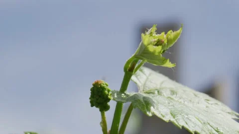 Vines Stock Footage 138158675