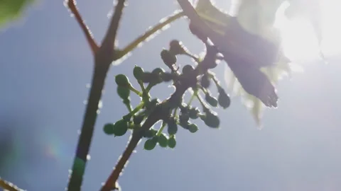 Vines Stock Footage 138158679