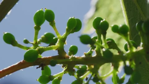 Vines Stock Footage 138158695