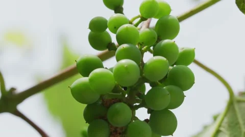 Vines Stock Footage 138158748