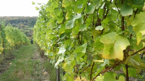 Vines Stockbeeldmateriaal 231801207