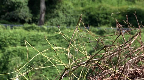Vines foreground with no leaves Vidéo 35612975