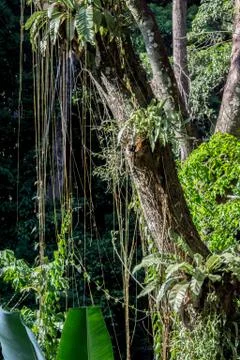 Vines in a forest Stock Photos