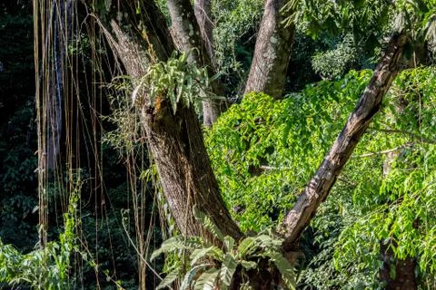 Vines in a forest Stock Photos