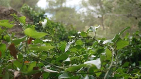 Vines in the forest Stock Photos