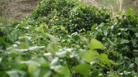Vines in the forest Stock Photos
