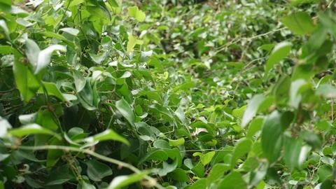 Vines in the forest Stock Photos