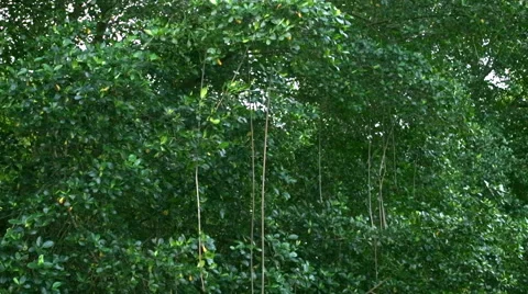 Vines on forest trees glide left to right 스톡 동영상 53068338