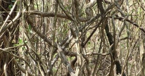 Vines form a big thicket in dancing light and shadow on small trees in forest Stock Footage 87846720