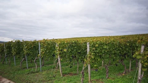 Vines in front of cloudy sky at the vineyard Stock Footage 118082435