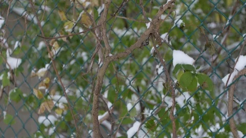 Vines in front of green chain link fence as it snows Stock Footage 98440380