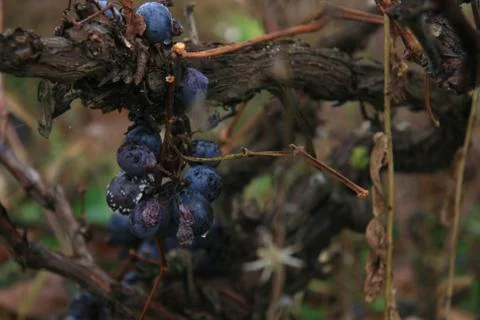Vines Of Grapes Stock Photos