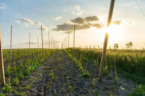 Vines Grow Along Support Posts in a Field Under a Cloudy Sky With a Sun Set.. Stock Photos