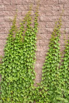 Vines grow on the wall Stock Photos