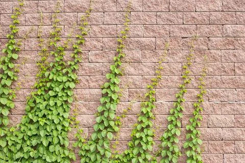 Vines grow on the wall Foto stock