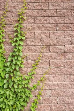Vines grow on the wall Stock Photos