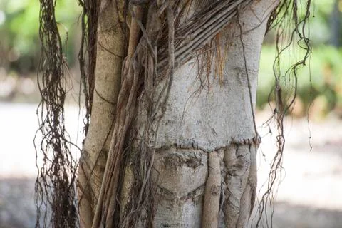 Vines growing around tree trunk Stock Photos