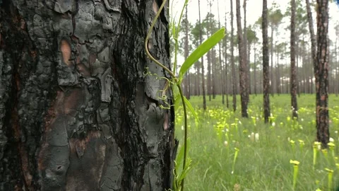Vines growing on burnt Longleaf Pine trunk, SE USA Stock Footage 159164219