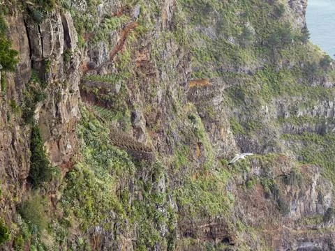 Vines growing on a constructed terrace plot on the steep sea cliffs on Cabo G Foto stock
