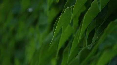 Vines growing in the court yard 4 Stock Footage