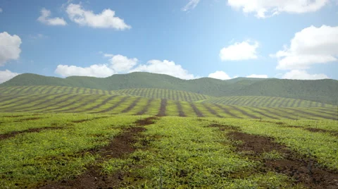 Vines Growing Stock Footage 57473498