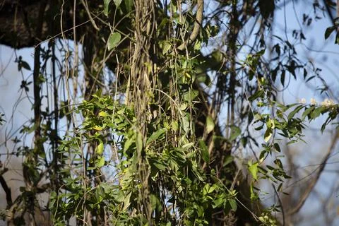 Vines Growing from a Limb Stock-Fotos
