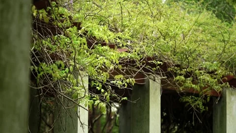 Vines growing on the roofs Vidéo 332681859
