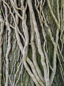 Vines growing up a tree trunk Stock Photos