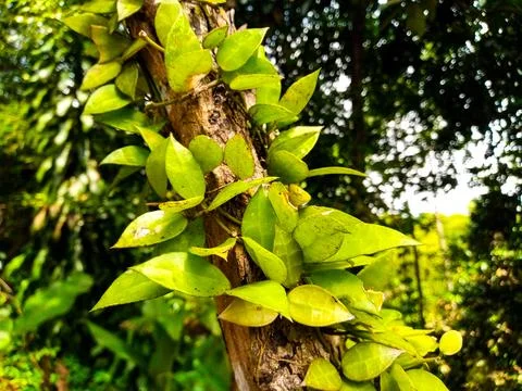 Vines Growing on Tree Trunk Stock Photos