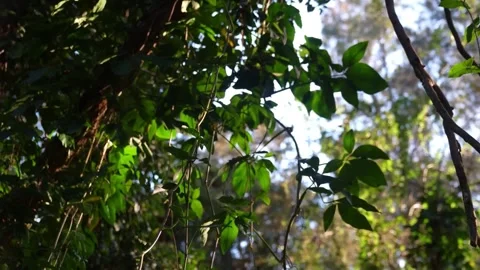Vines hang from trees into a river Stock Footage 276331541