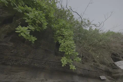 Vines Hanging Down Stock-Footage 246410553