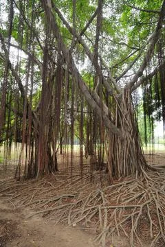 Vines Hanging Down from a Tree Stock Photos
