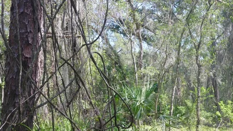 Vines Hanging from a Tree in a Forest Stock Footage 114988090