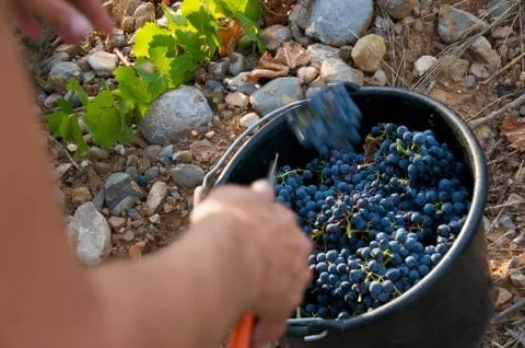 Vines Harvest Stock Photos