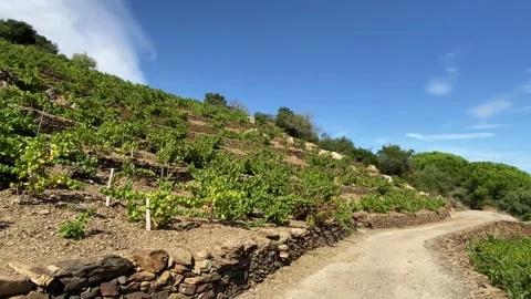 Vines on the Hill - 4K Stock Footage 150640208